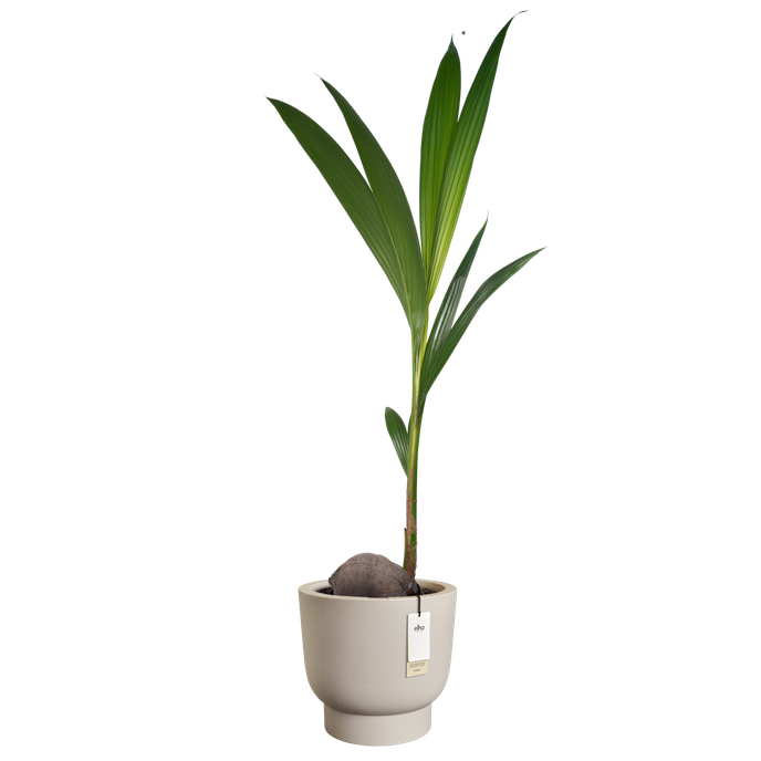 amber grail 30cm greige